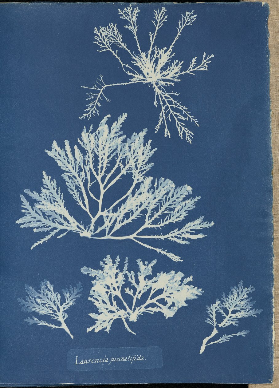 Laurencia pinnatifida - Anna Atkins