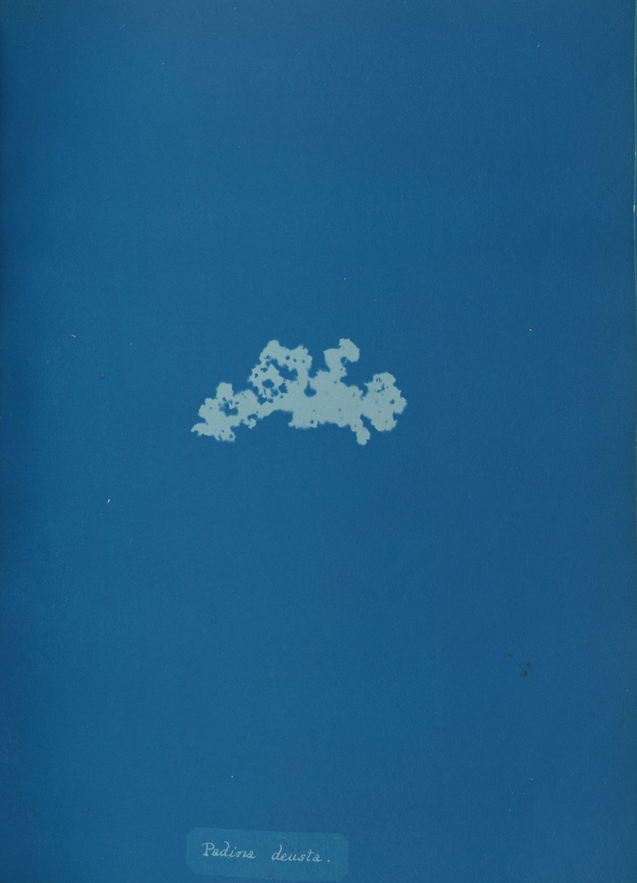 Padina deusta, vers 1853 - Anna Atkins