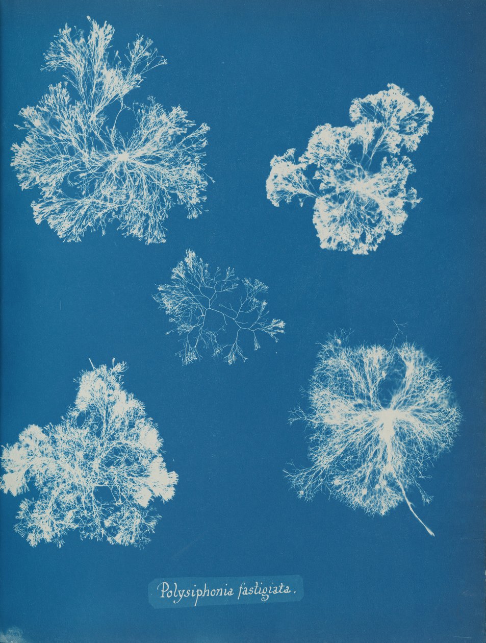 Polysiphonia fastigiata, vers 1853 - Anna Atkins
