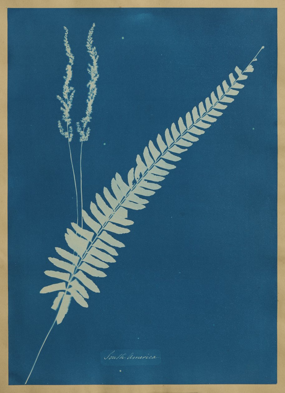 Amérique du Sud - Anna Atkins