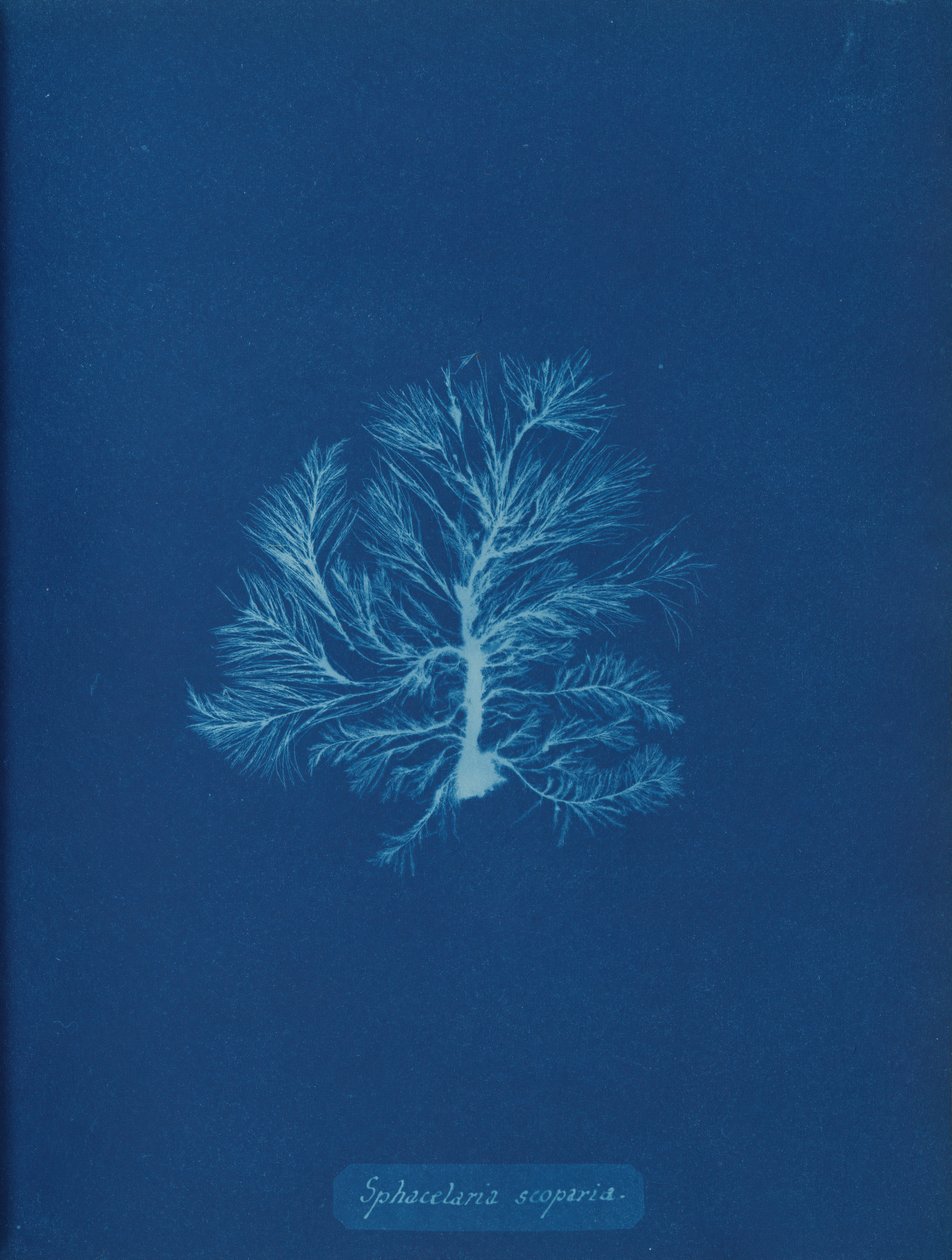 Sphacelaria scoparia, vers 1853 - Anna Atkins