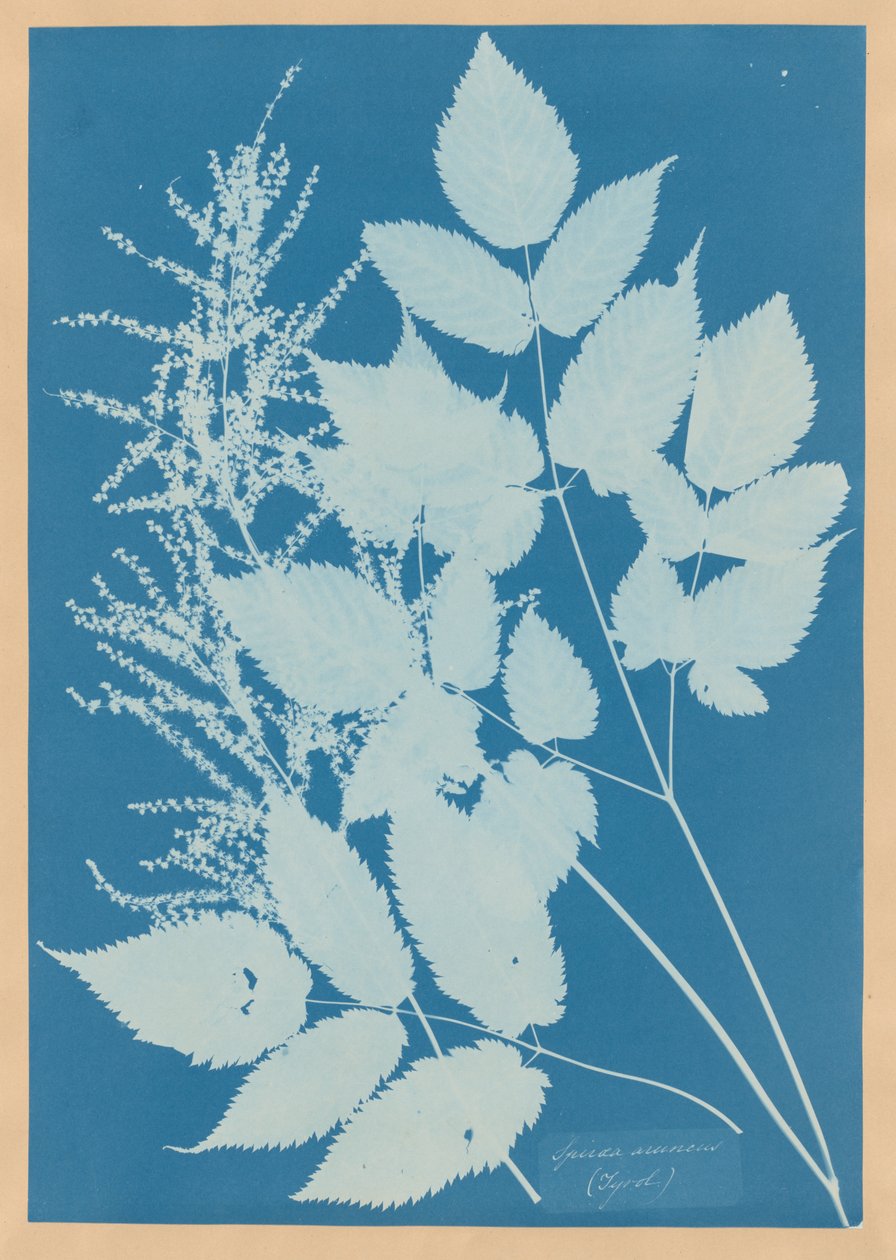 Spiraea aruncus (Tyrol) - Anna Atkins