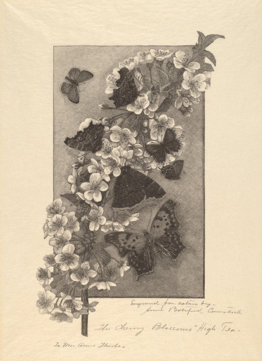 Les Fleurs de Cerisier - Thé de l