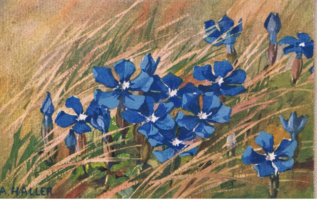 Valériane Bleue, Carte Postale, Années 1940 - Anna Haller