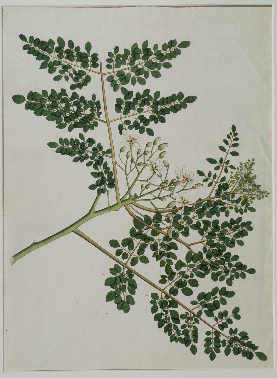 Moringa oleifera, aussi appelé arbre à raifort ou arbre à tambour - Anna Maria Jones