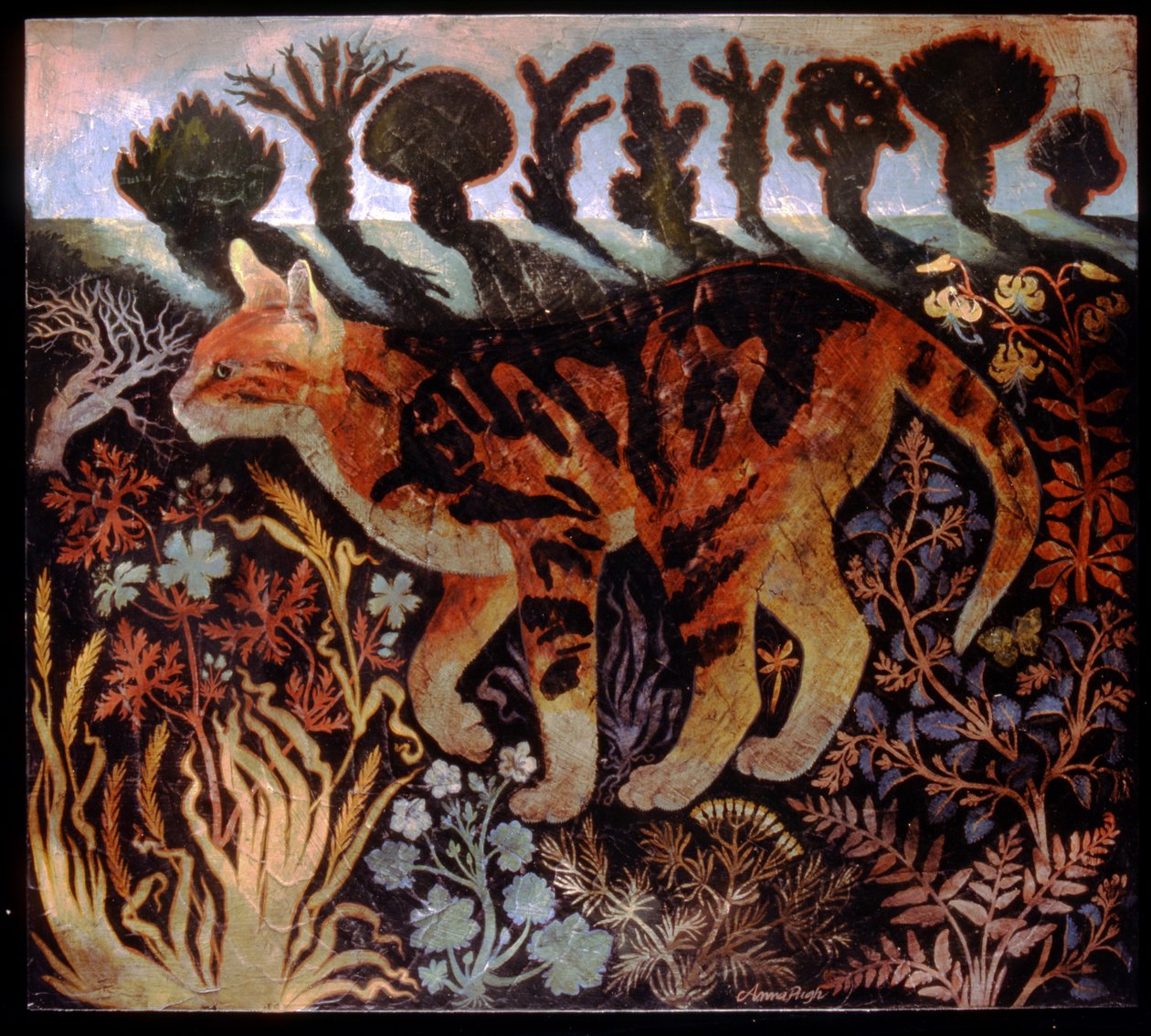 Chat de Cambridge - Anna Pugh