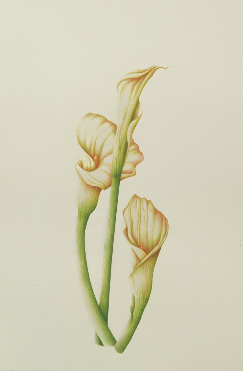 Arum Lily, 2001 - Annabel Barrett