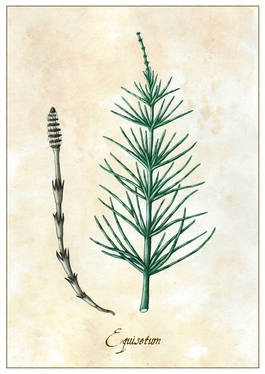 Équisetum, 2015 - Annalisa Morrocco