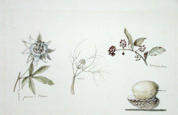 Fleur de la passion, anis et coriandre - Anne Marguerite Hyde de Neuville