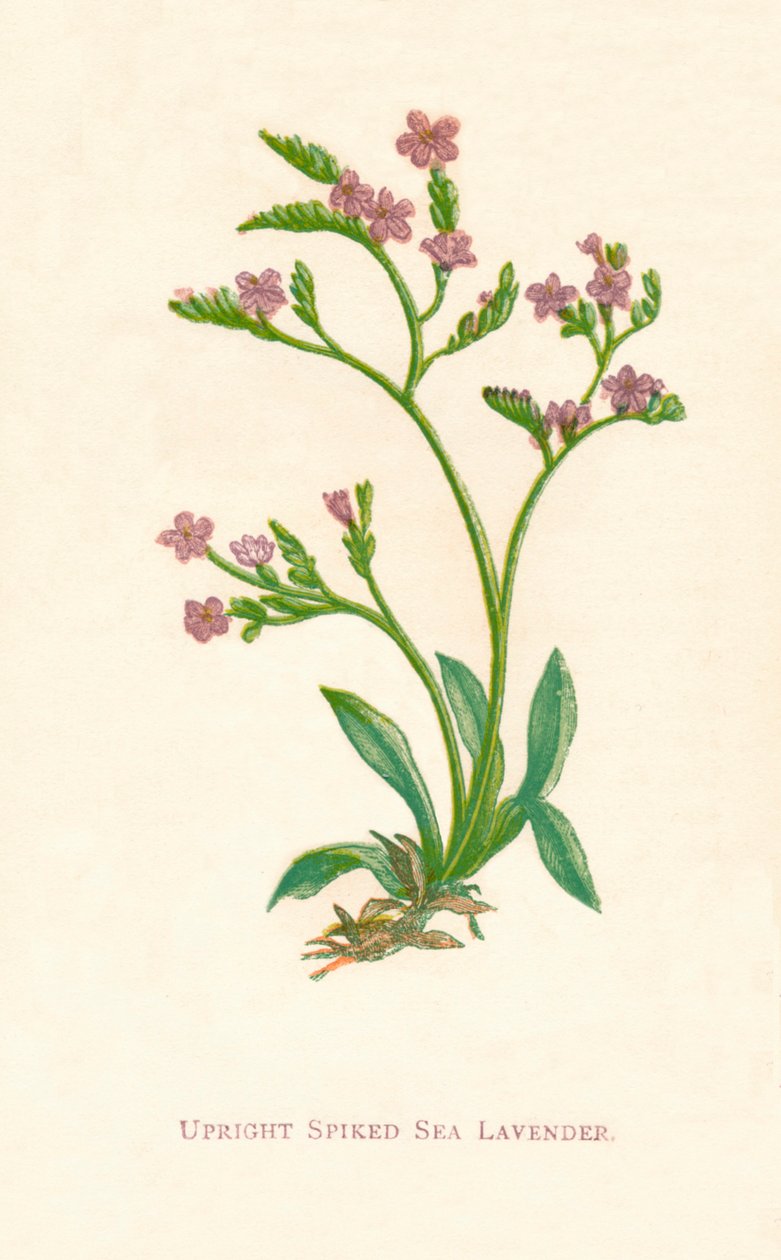 Lavande de mer épineuse dressée, vers 1891 - Anne Pratt