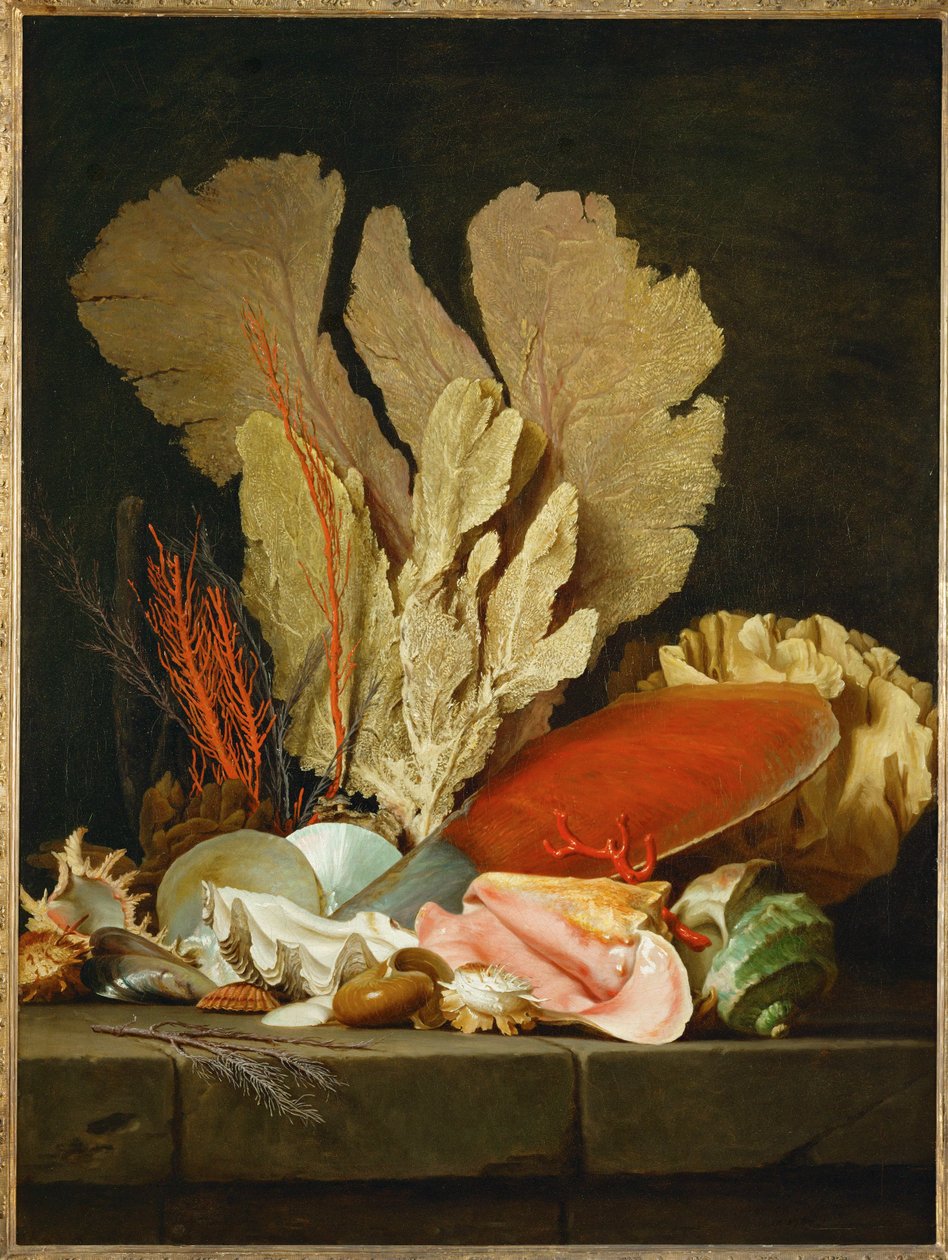 Panaches de mer, lithophytes et coquilles - Nature morte avec coquillages et coraux ... - Anne Vallayer-Coster