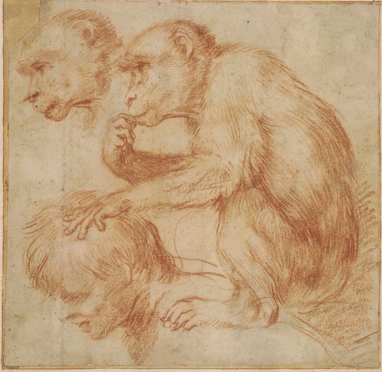 Carracci - Un singe sur les épaules d