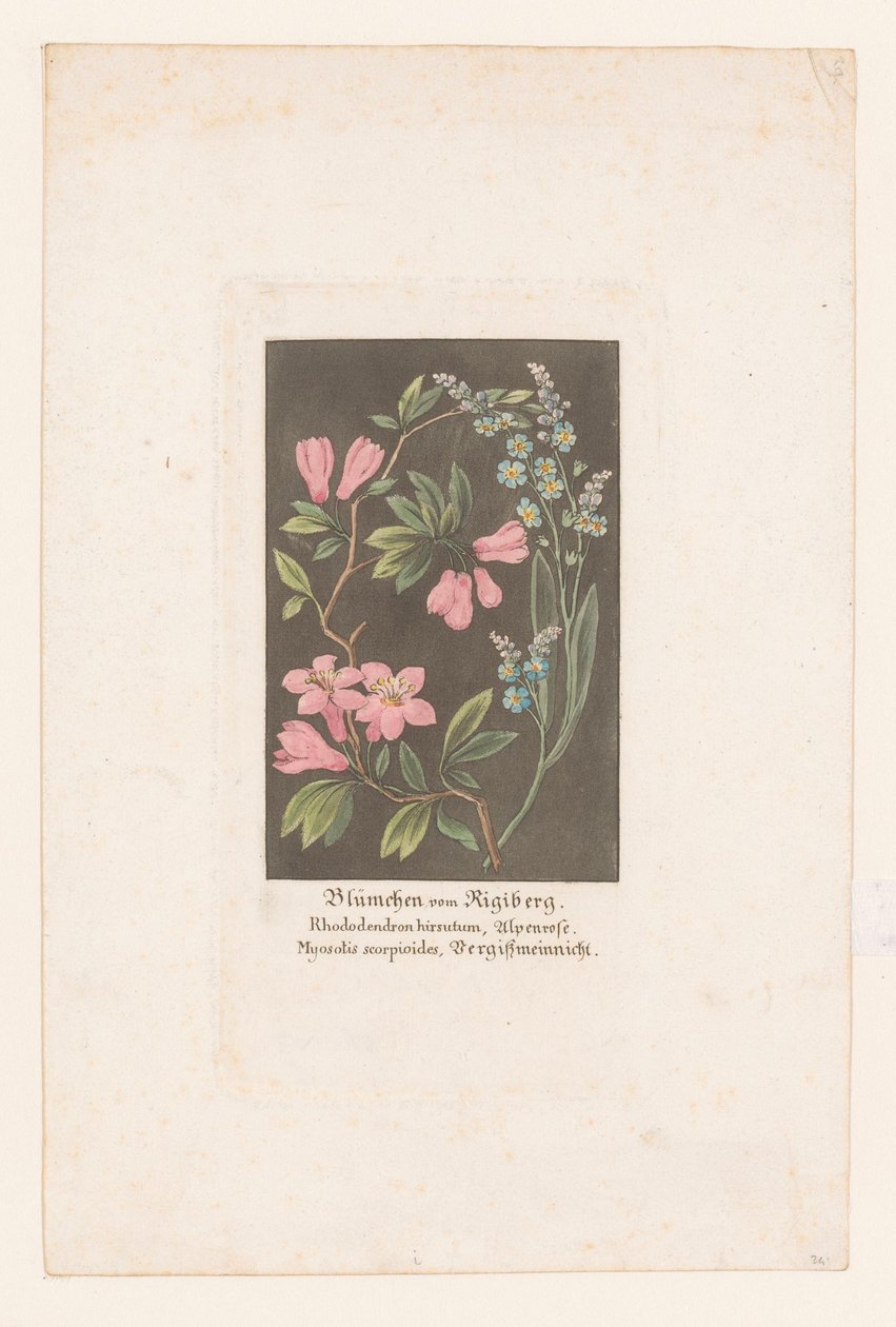 Rhododendron et myosotis du Rigi - Anonymous