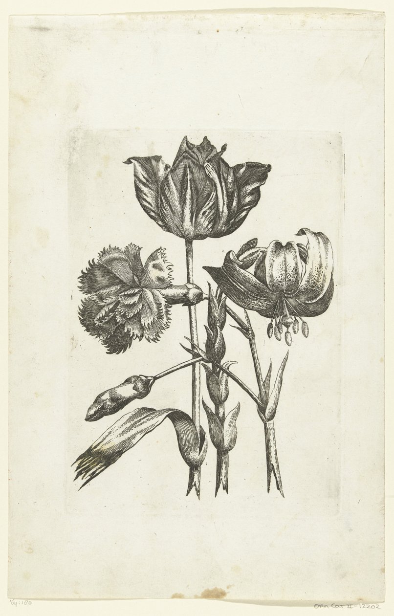 Œillet, tulipe et lys - Anonymous
