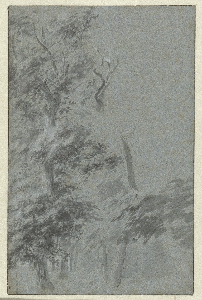 Vue de forêt - Anonymous