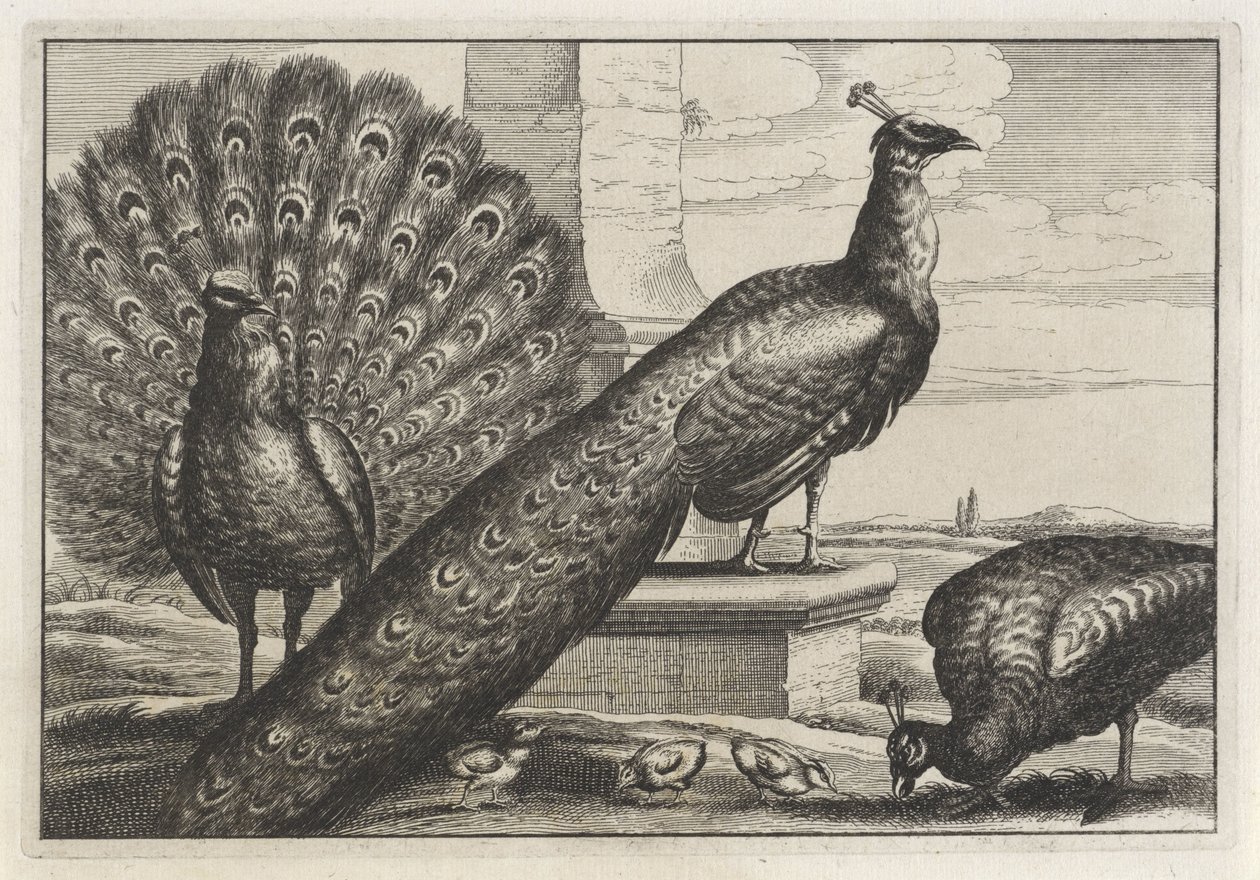 Trois paons (Diversae avium species) - Anonymous
