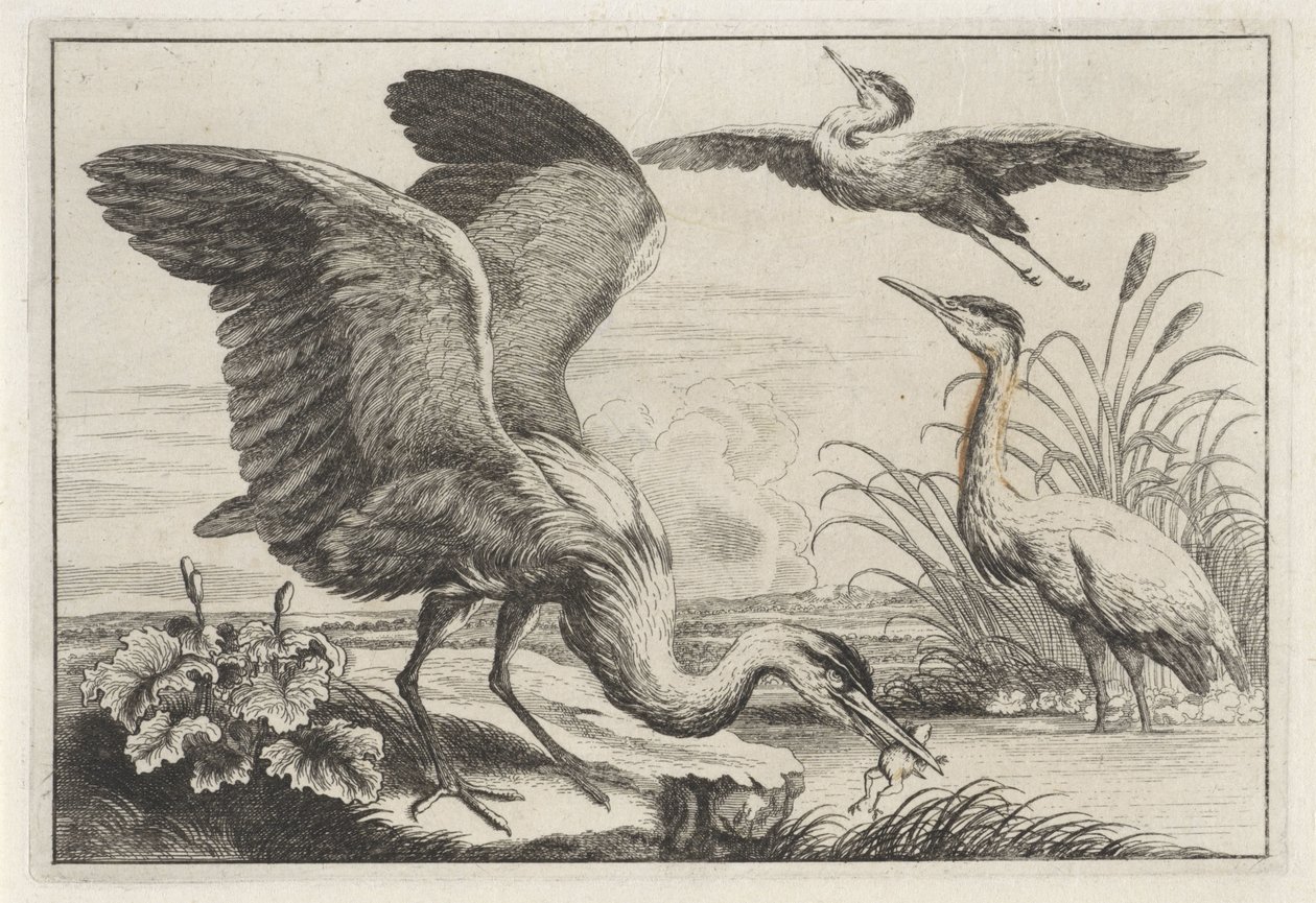 Trois hérons (Diversae avium species) - Anonymous