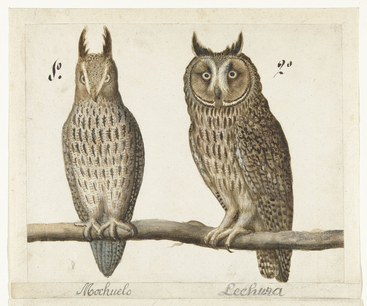 Petit-duc et Hibou moyen-duc (Lombard album) - Anonymous