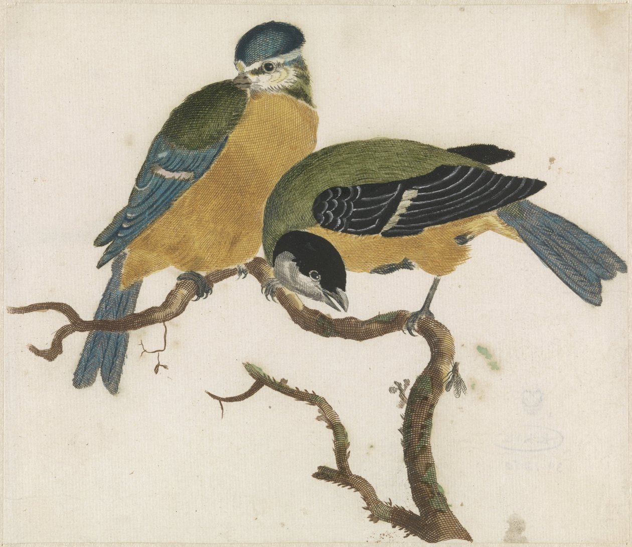 Une mésange bleue et une mésange charbonnière sur une branche - Anonymous