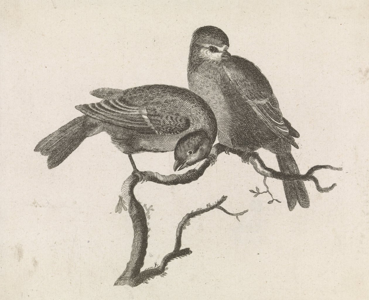 Une mésange bleue et une mésange charbonnière sur une branche - Anonymous