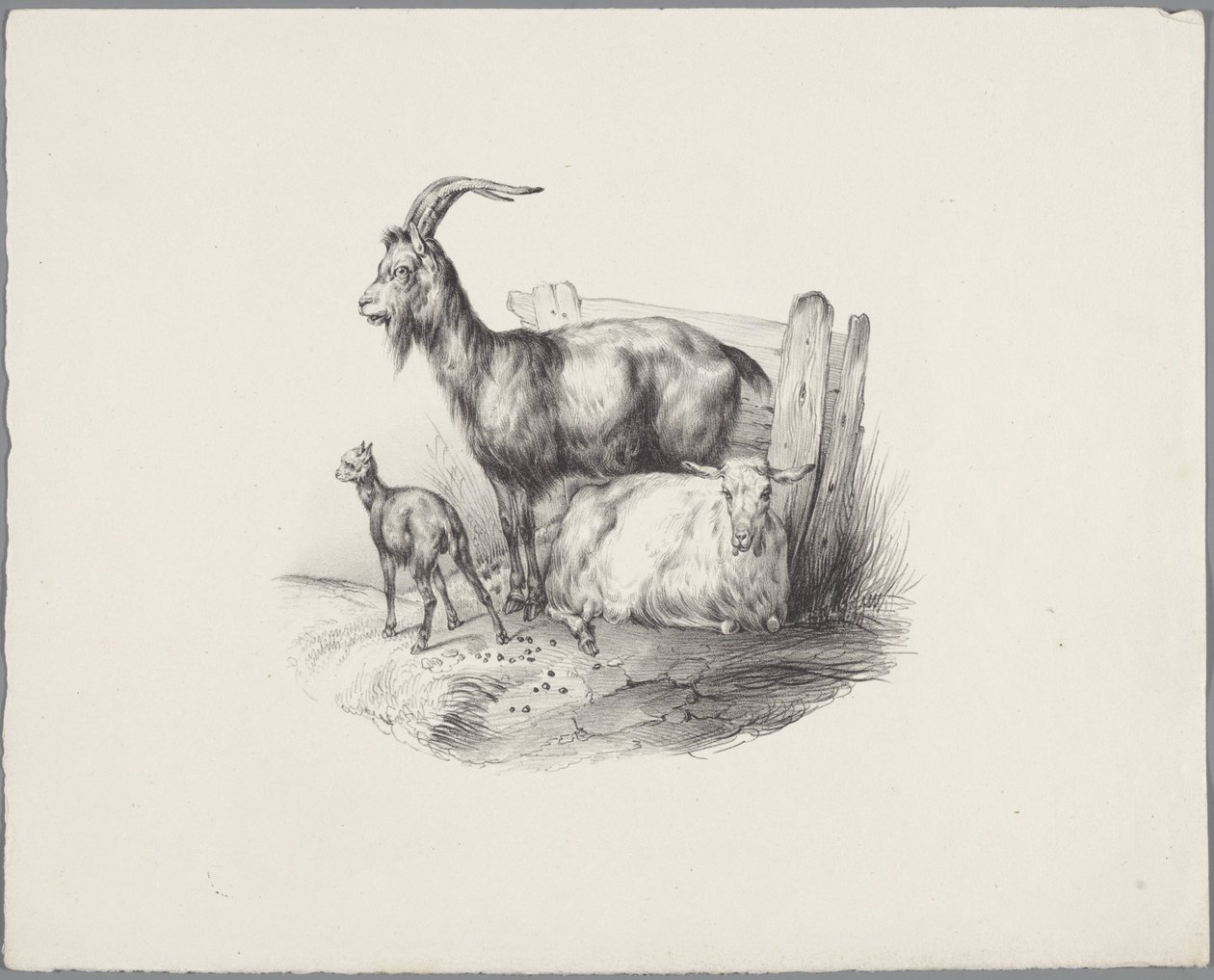 Une chèvre, un bouc et un agneau - Anonymous