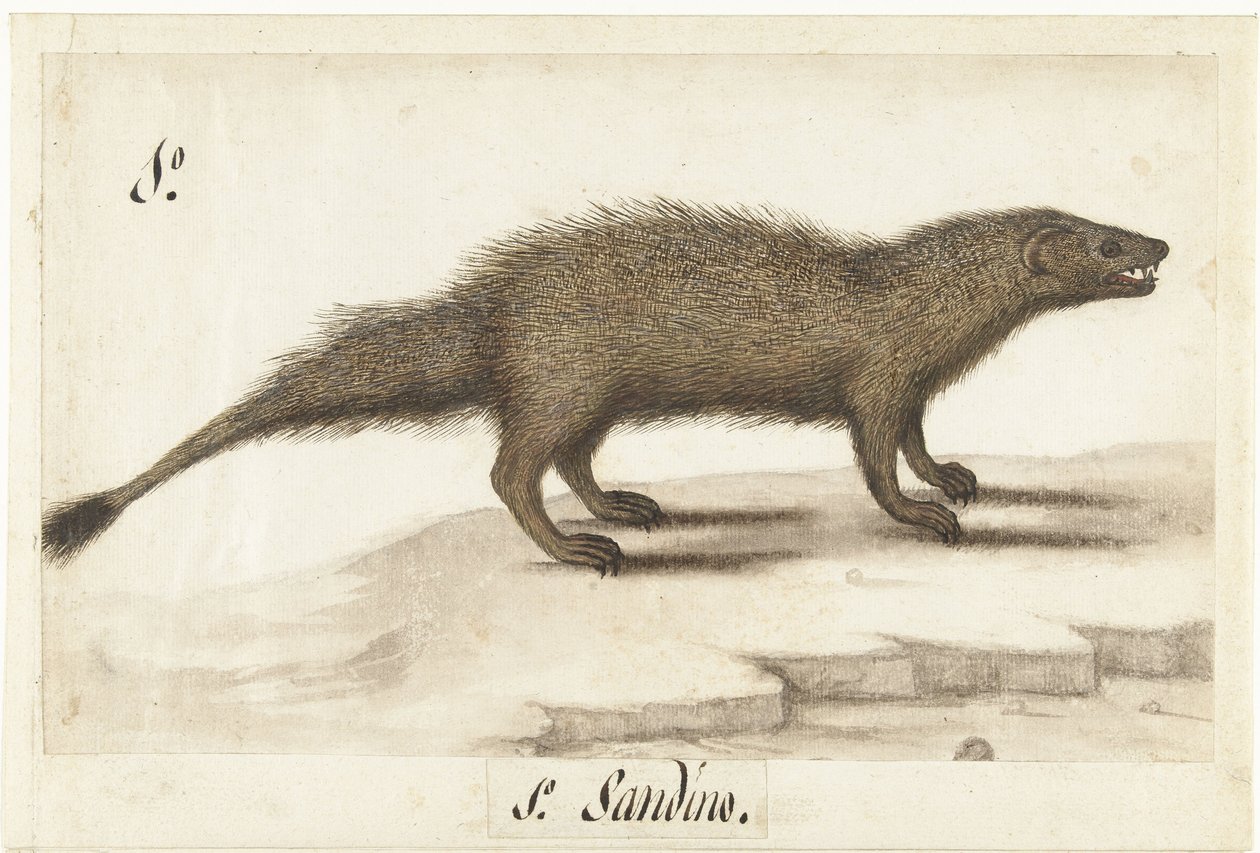 Mangouste égyptienne (Herpestes ichneumon) - Anonymous