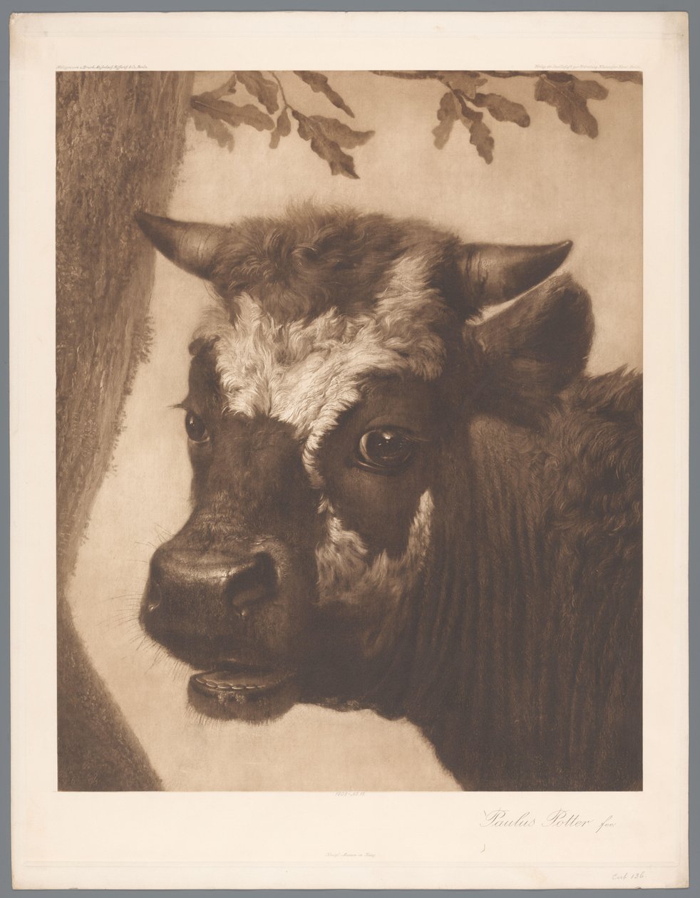 Reproduction photographique de détail de la peinture Le Taureau par Paulus Potter, coll. Mauritshuis - Anonymous