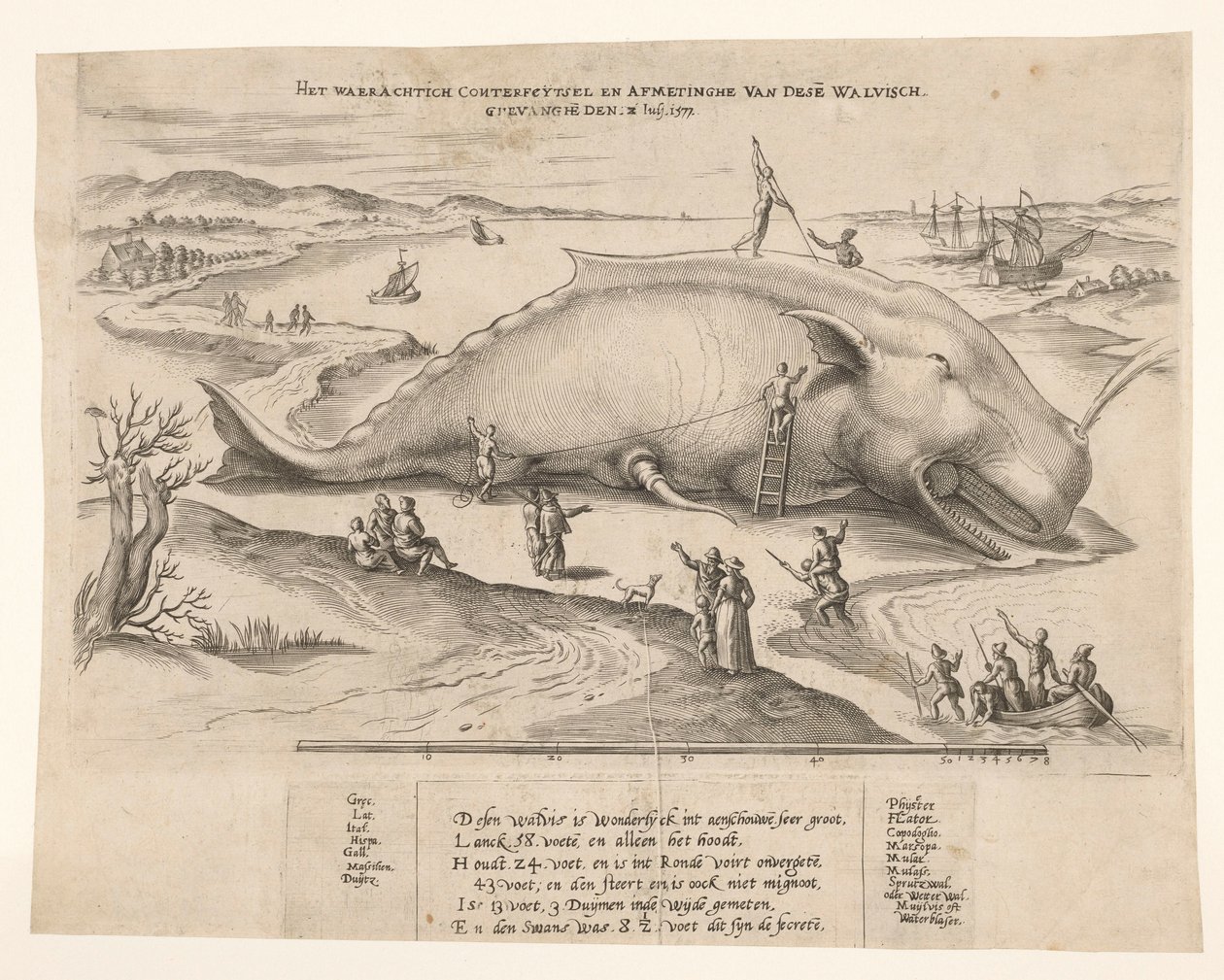 Baleine échouée à Anvers, 1577 - Anonymous