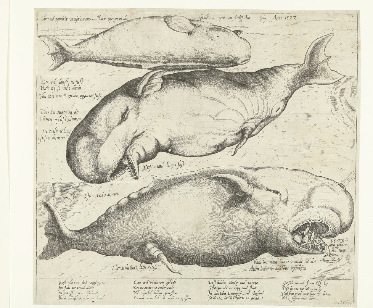 Baleine échouée près d