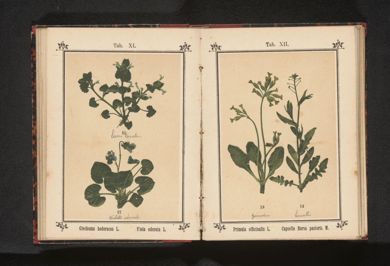 Primevère officinale et bourse-à-pasteur - Anonymous