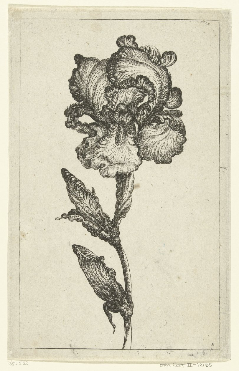 Iris - Anonymous