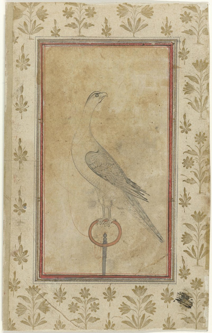 Faucon de chasse - Anonymous