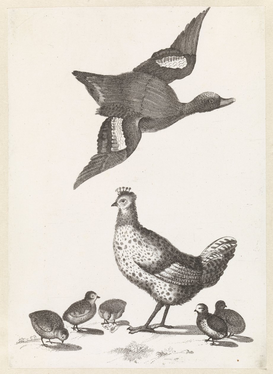 Poulet avec cinq poussins et un canard volant vers la droite - Anonymous