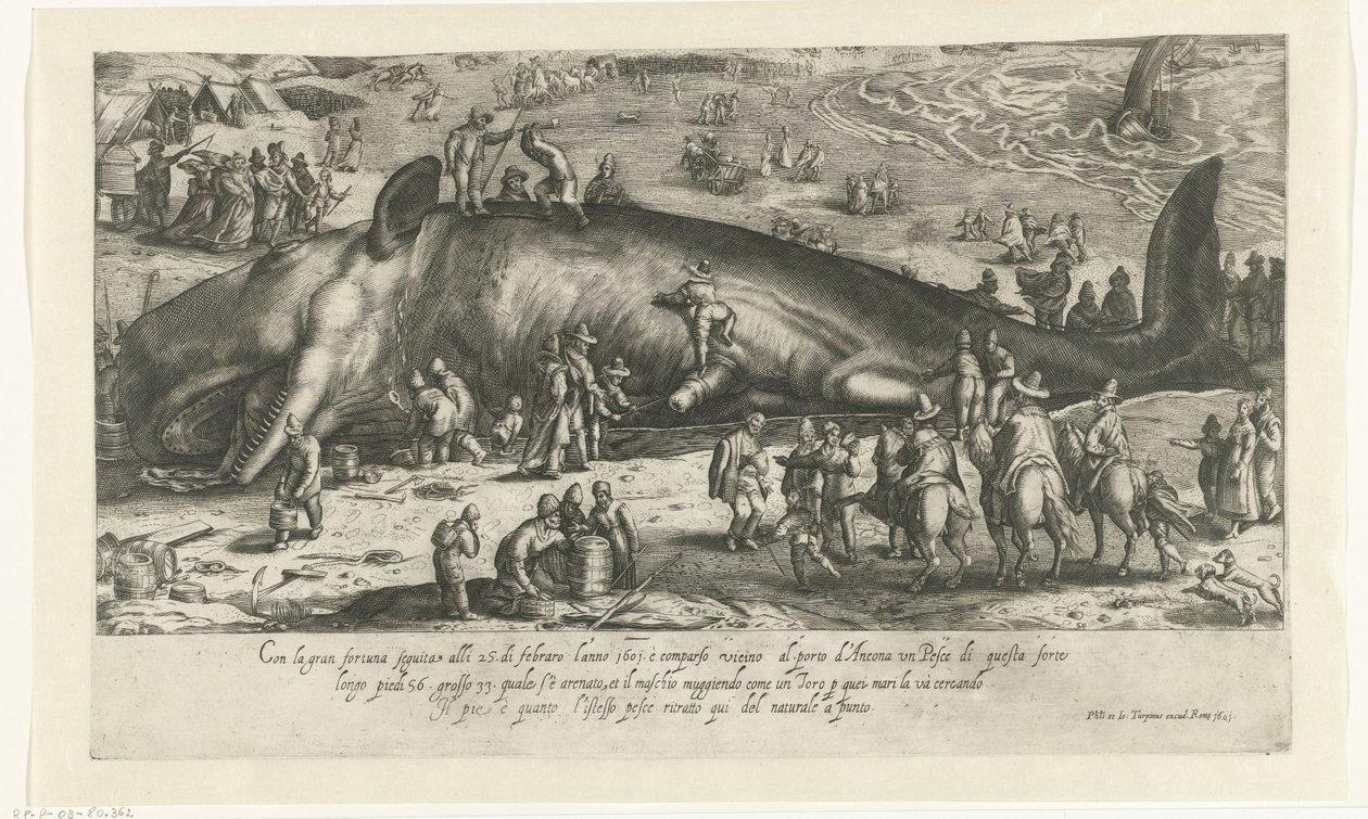 Copie de la baleine échouée à Berckhey en 1598 comme la baleine échouée à Ancône en 1601 - Anonymous