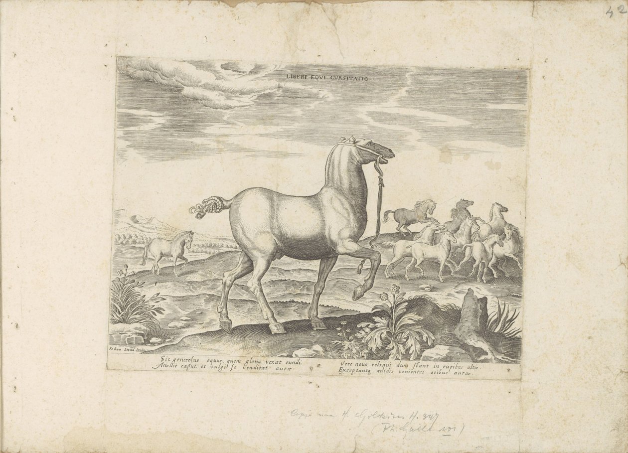 Troupeau de chevaux sauvages - Anonymous
