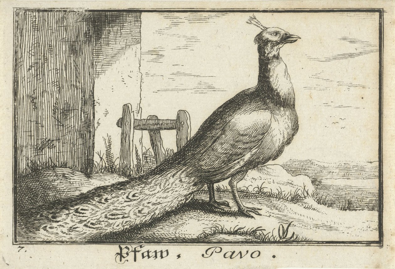 Paysage avec paon - Anonymous