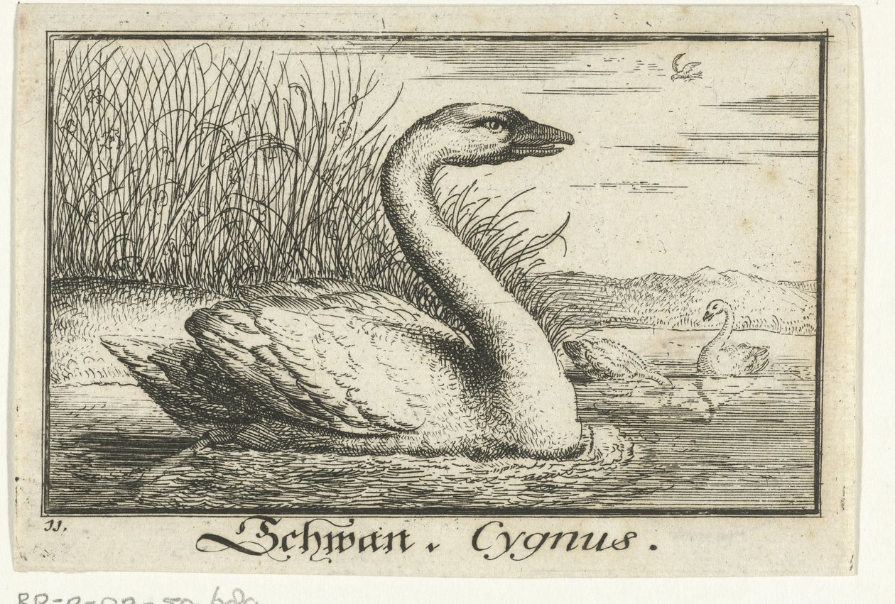 Paysage avec cygne - Anonymous