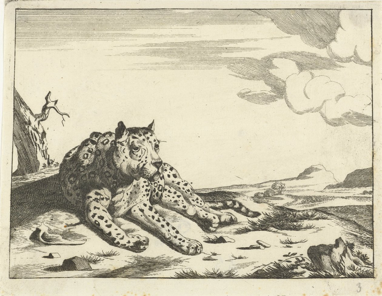 Léopard couché, vu de face, les pattes vers la droite - Anonymous