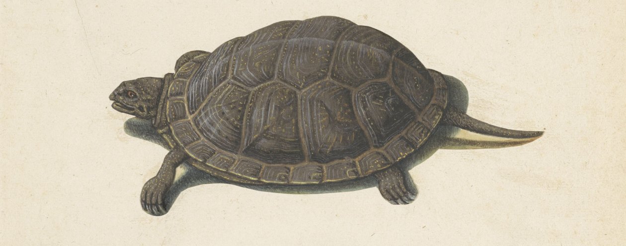 Tortue des marais (album Lombard) - Anonymous