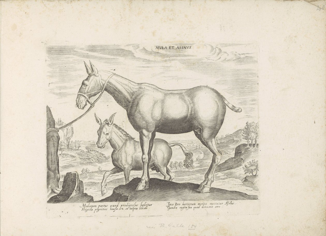 Mulet et âne - Anonymous