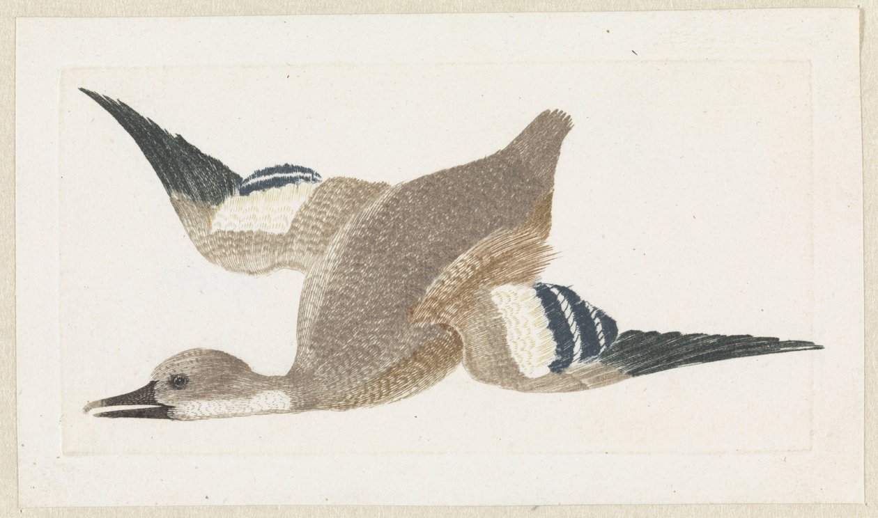 Canard volant vers la gauche - Anonymous