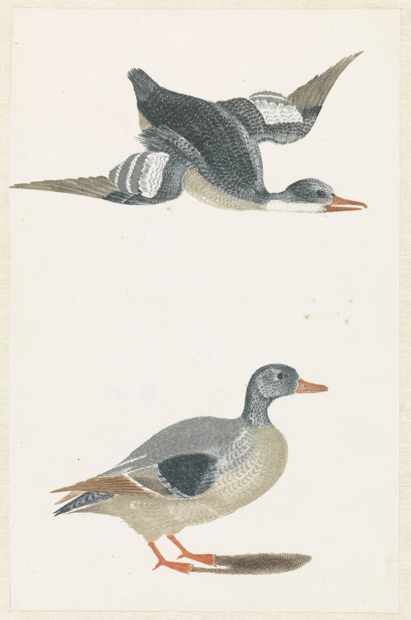 Canard volant vers la droite et canard debout - Anonymous