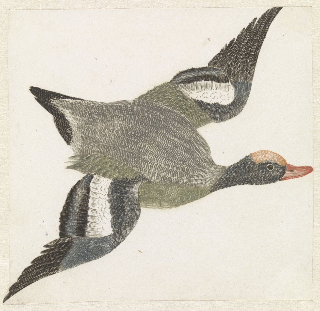 Canard siffleur volant vers la droite - Anonymous