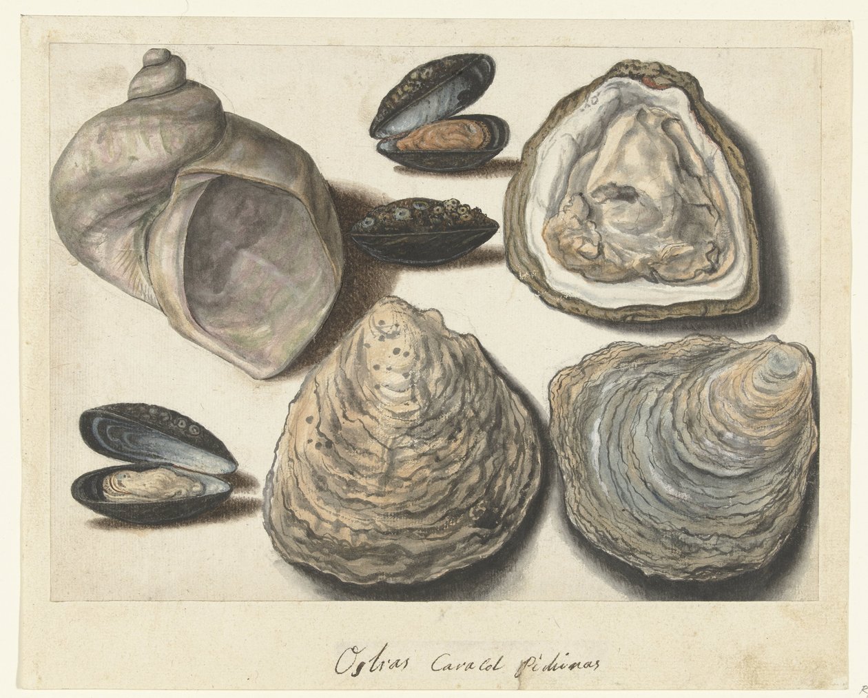 Huîtres, moules et cornes de lune - Anonymous