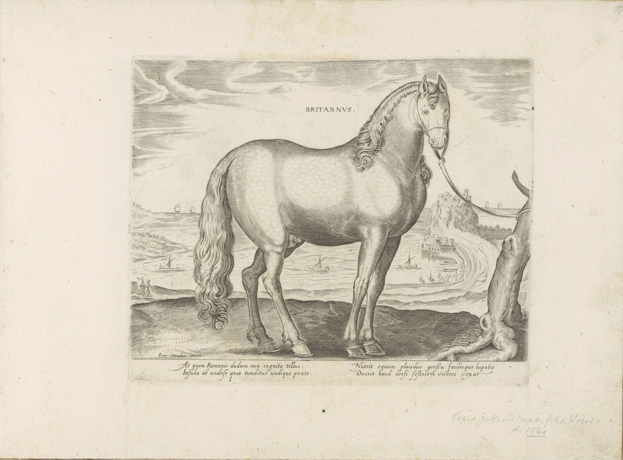 Cheval de Bretagne - Anonymous
