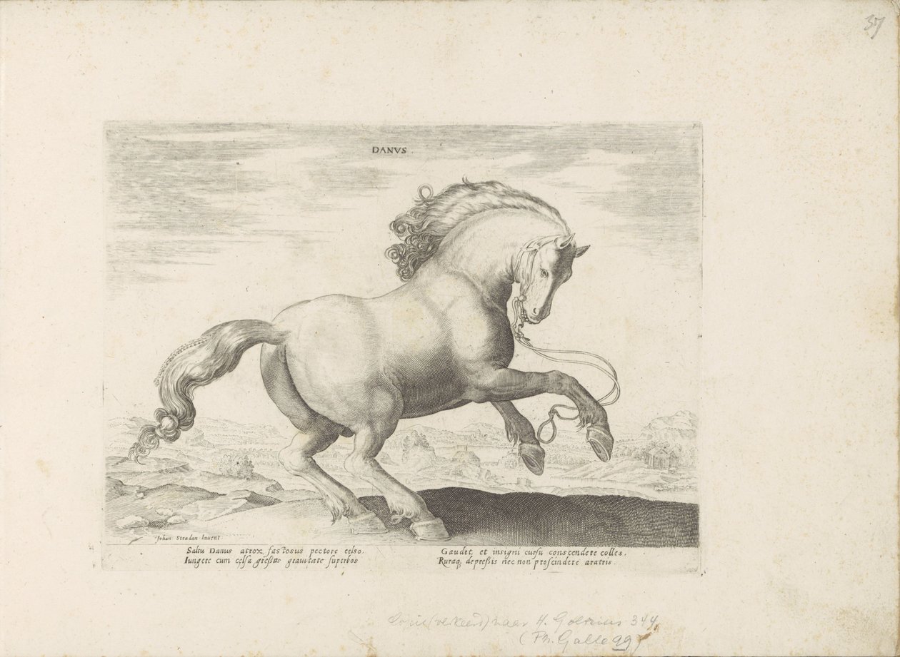 Cheval du Danemark - Anonymous