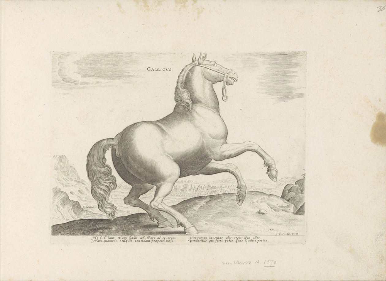 Cheval de France (Races de chevaux des écuries royales de Don Juan d