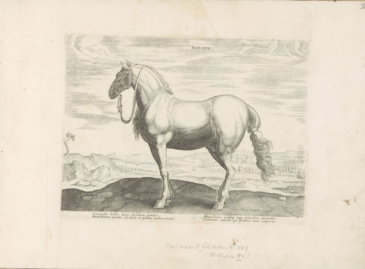 Cheval du nord de l