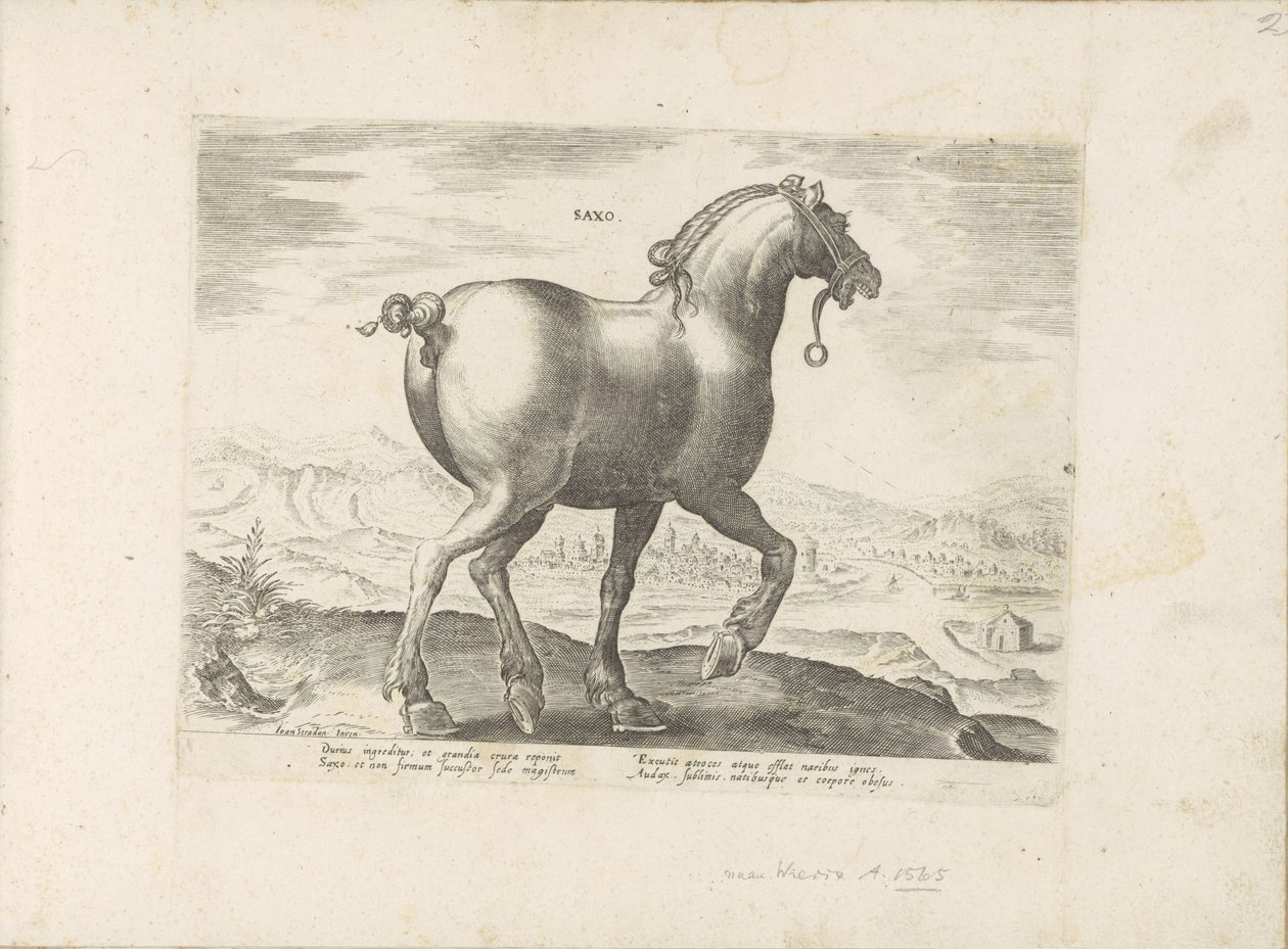 Cheval de Saxe (Paardenrassen uit de Koninklijke stallen van Don Juan van Oostenrijk) - Anonymous