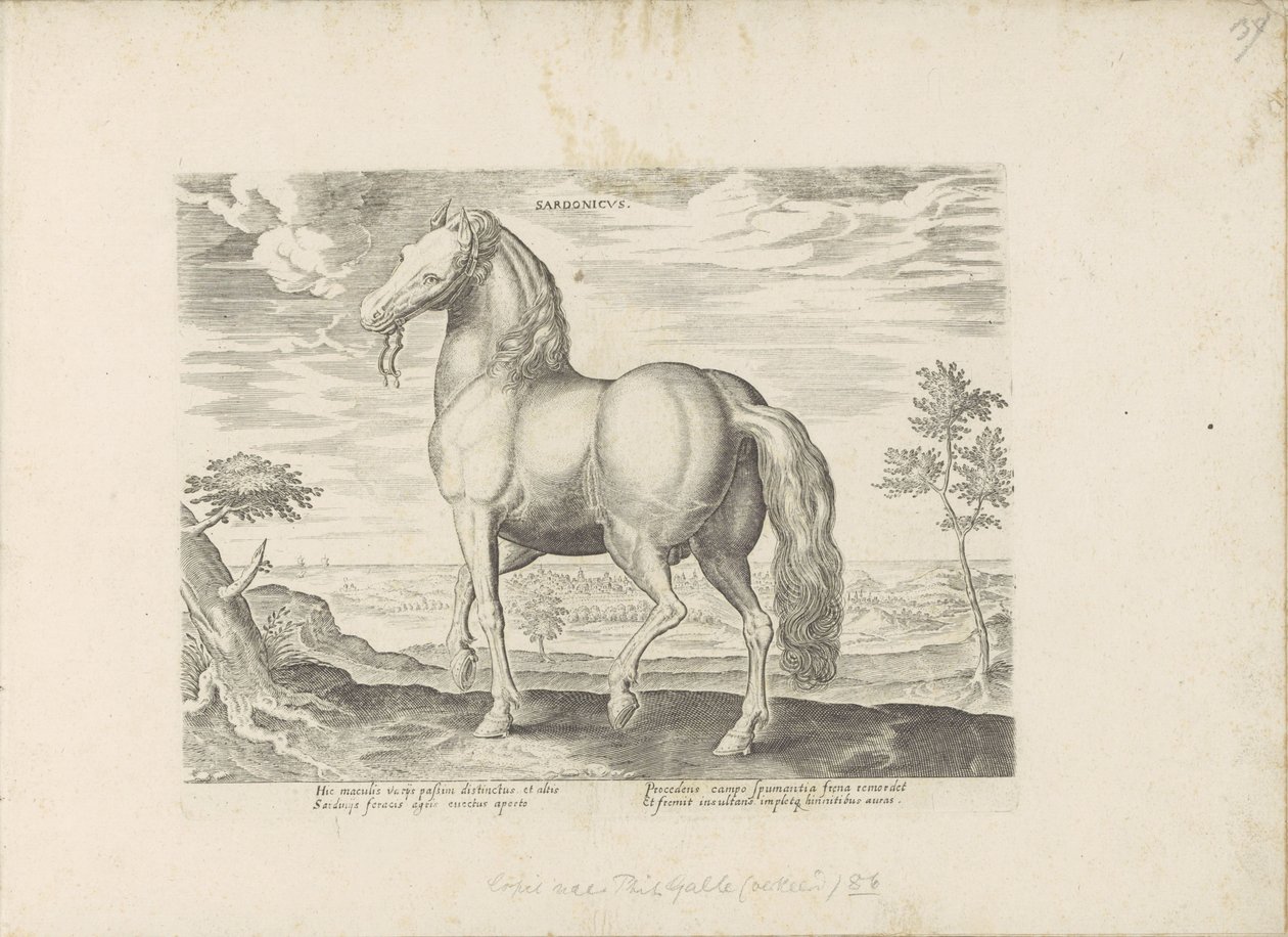 Cheval de Sardaigne - Anonymous